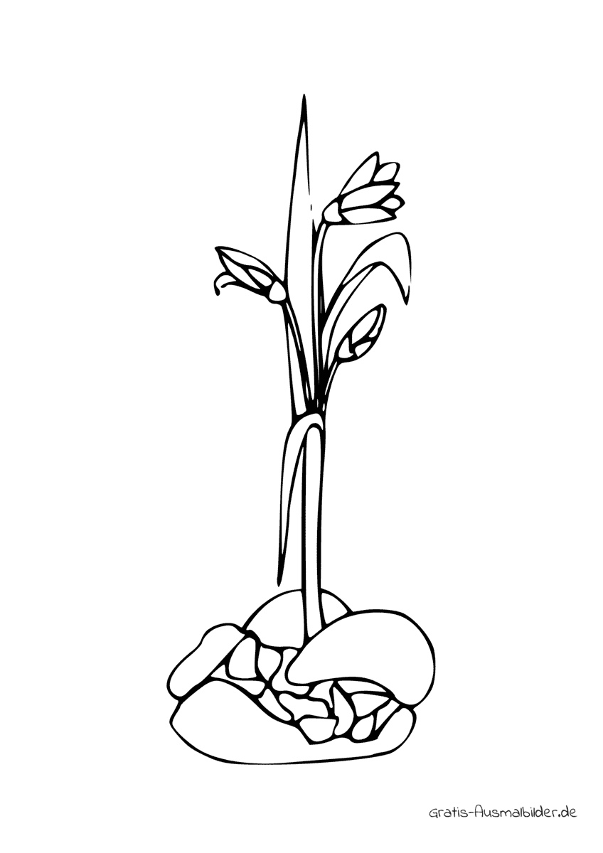 Ausmalbild Eine Blume