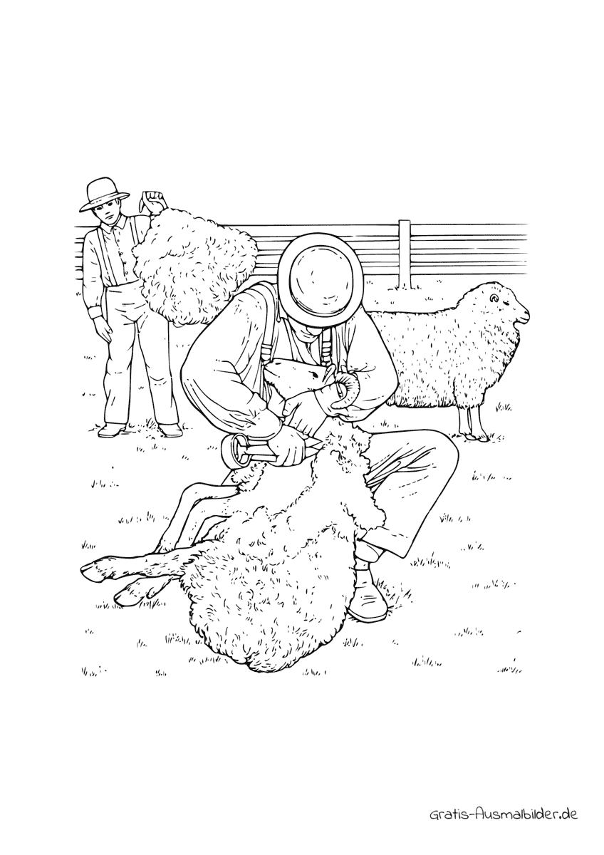 Ausmalbild Mann schert ein Schaf