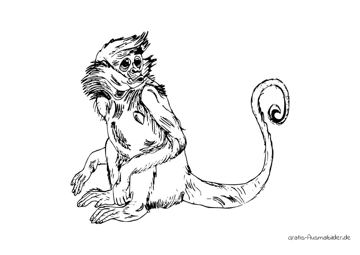 Ausmalbild Kleiner Affe langer Schwanz