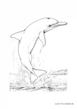 Ausmalbild Delfin klassisch