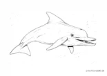 Ausmalbild Detaillierte Delphinzeichnung