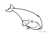 Ausmalbild Einfacher Wal