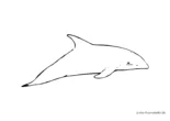 Ausmalbild Eleganter Delphin