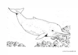 Ausmalbild Großer Delfin