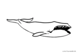 Ausmalbild Großer Wal mit breitem Maul