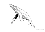 Ausmalbild Schwimmender Wal