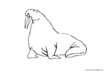 Ausmalbild Walross mit langen Stosszähnen