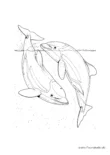 Ausmalbild Zwei Delfine