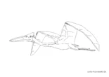 Ausmalbild Dinosaurier Pteranodon fliegen