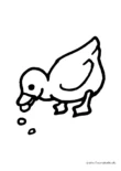 Ausmalbild Ente am Fressen