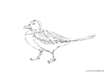 Ausmalbild Ente langer Schwanz
