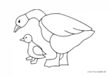 Ausmalbild Ente mit Baby
