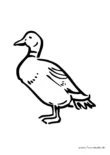 Ausmalbild Ente mit Halsring