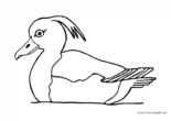 Ausmalbild Ente mit kurzem Schnabel