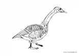 Ausmalbild Ente mit langem Hals