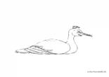 Ausmalbild Ente mit langem Schnabel