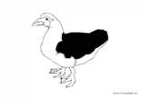 Ausmalbild Ente mit schwarzen Flügel