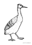 Ausmalbild Ente mit spitzem Schnabel