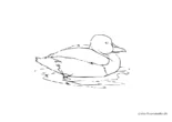 Ausmalbild Ente schläft auf dem Wasser