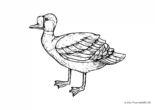 Ausmalbild Ente Schnabelplatte
