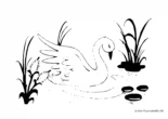 Ausmalbild Schwan schwimmt zwischen Wasserpflanzen