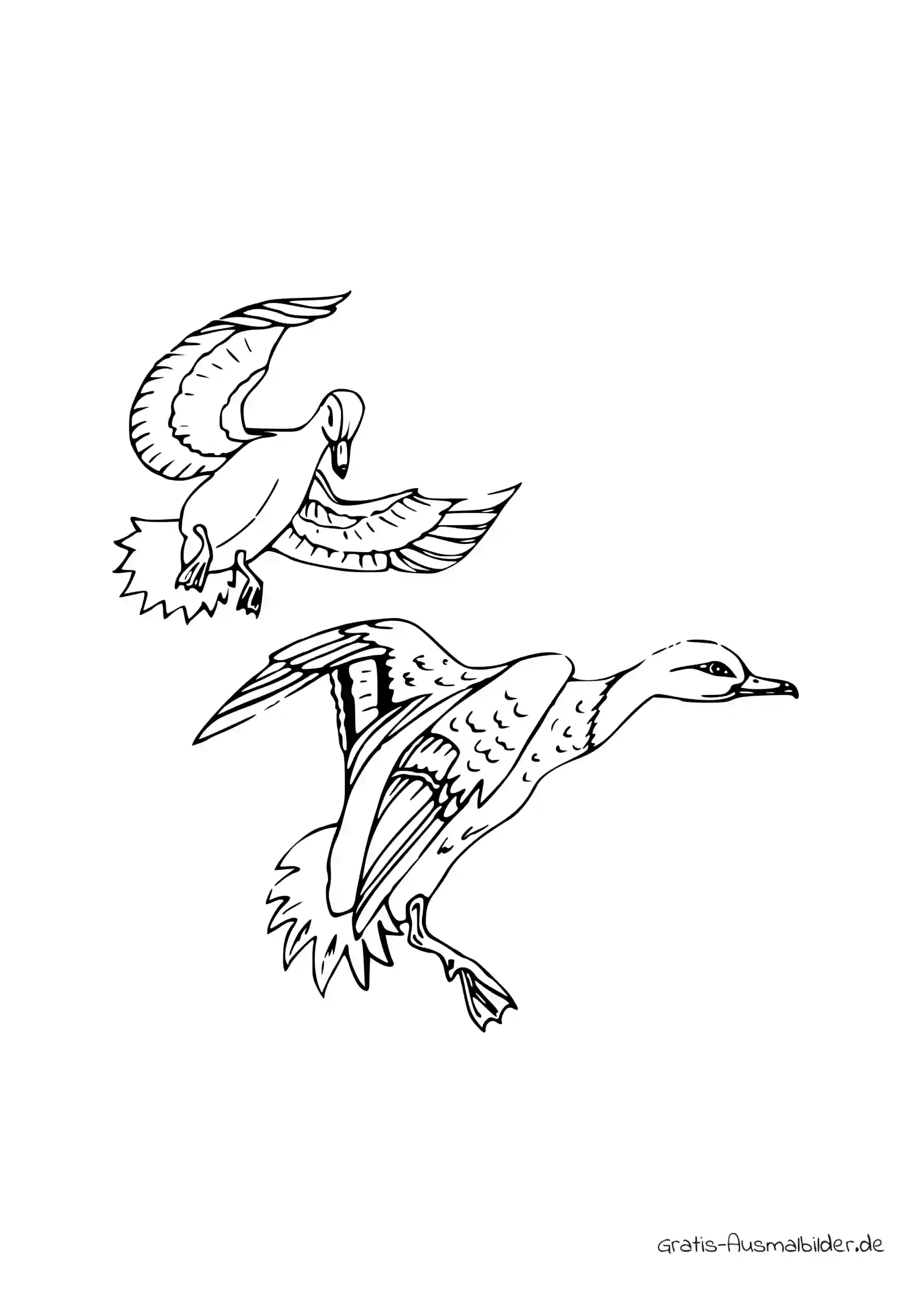 Ausmalbild Zwei Enten fliegen