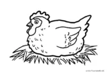 Ausmalbild Huhn am Brüten