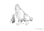 Ausmalbild Huhn senkt Kopf