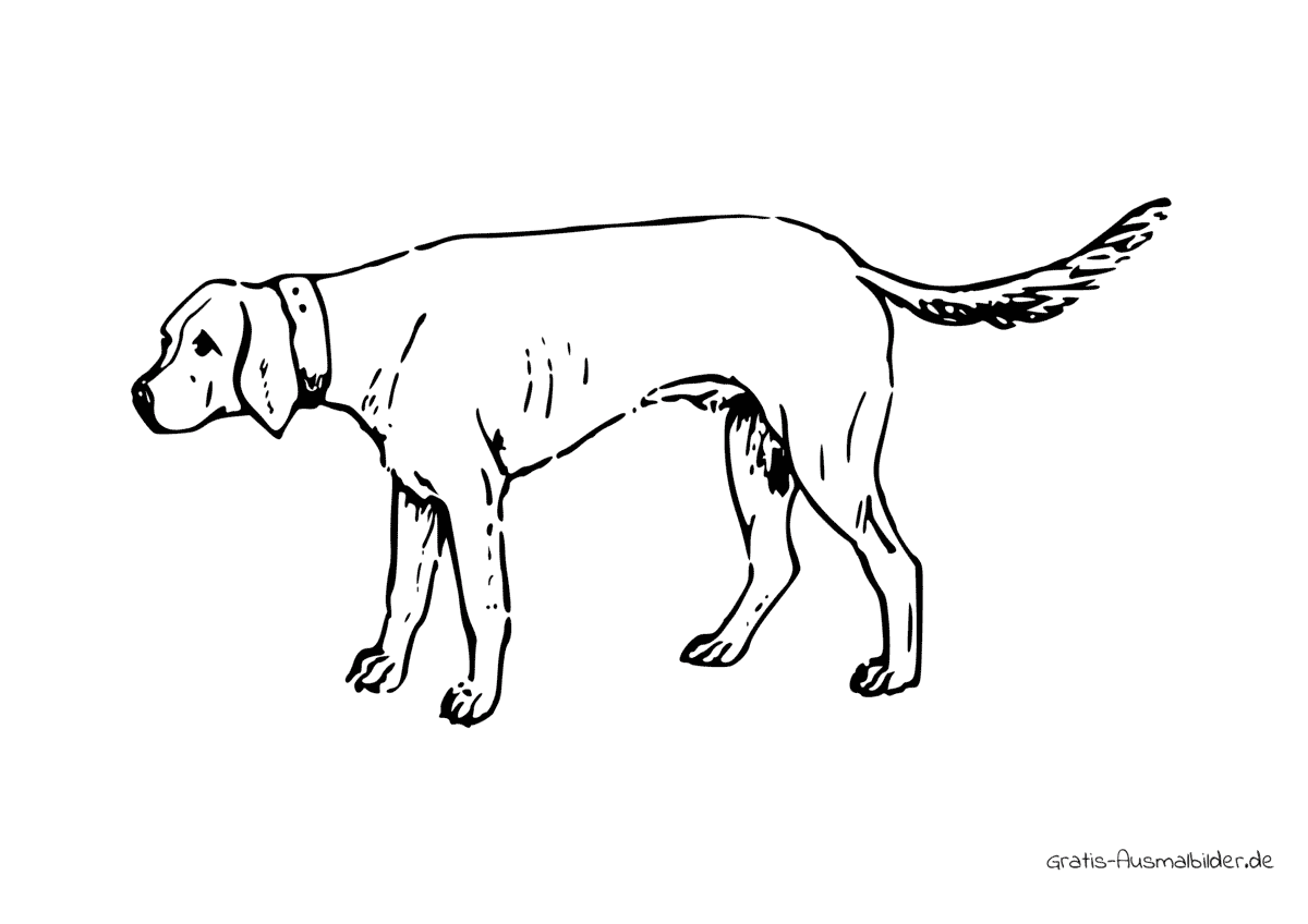 Ausmalbild Bayerischer Gebirgsschweißhund