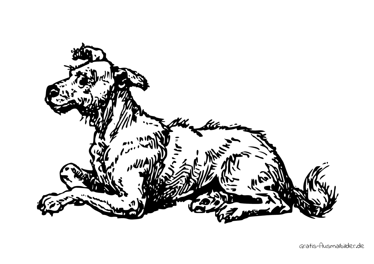 Ausmalbild Borstiger Hund