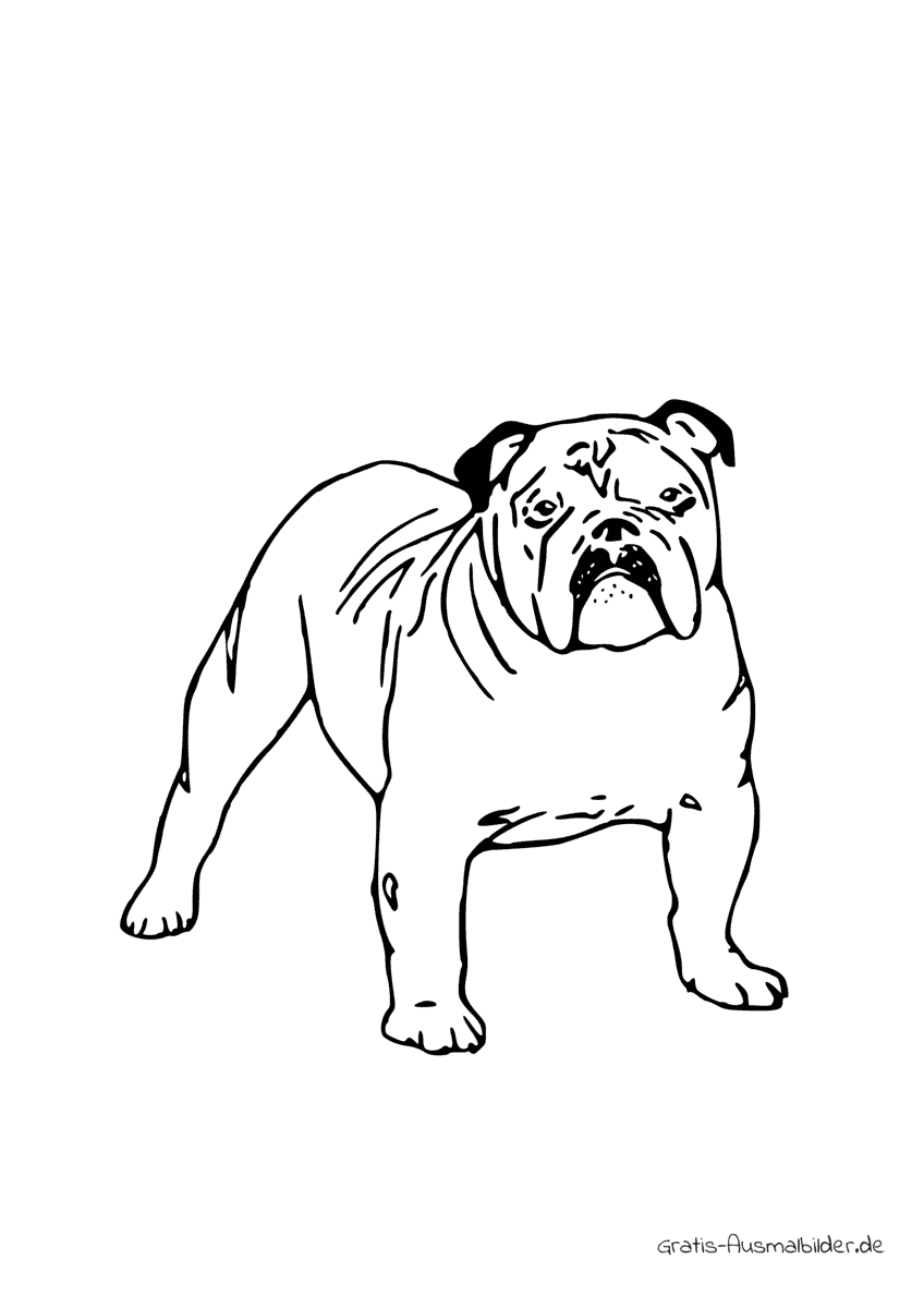 Ausmalbild Englische Bulldoge