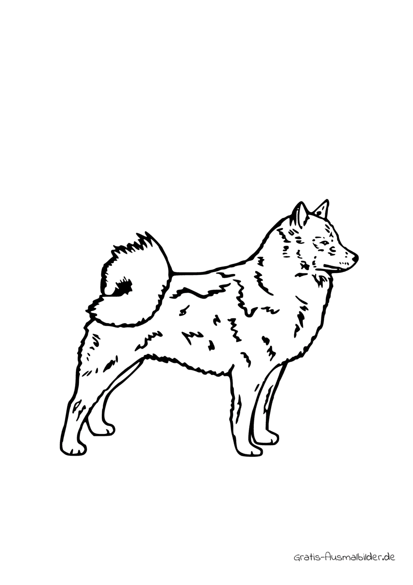 Ausmalbild Finnischer Spitzhund
