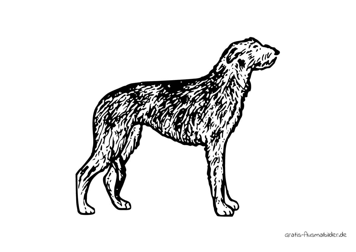 Ausmalbild Hun Scottish Deerhound