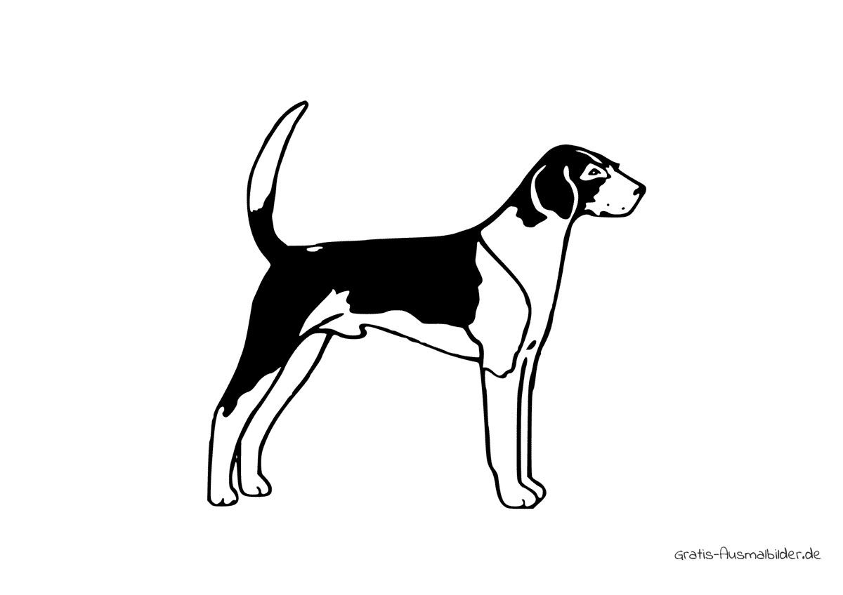 Ausmalbild Hund American Foxhound