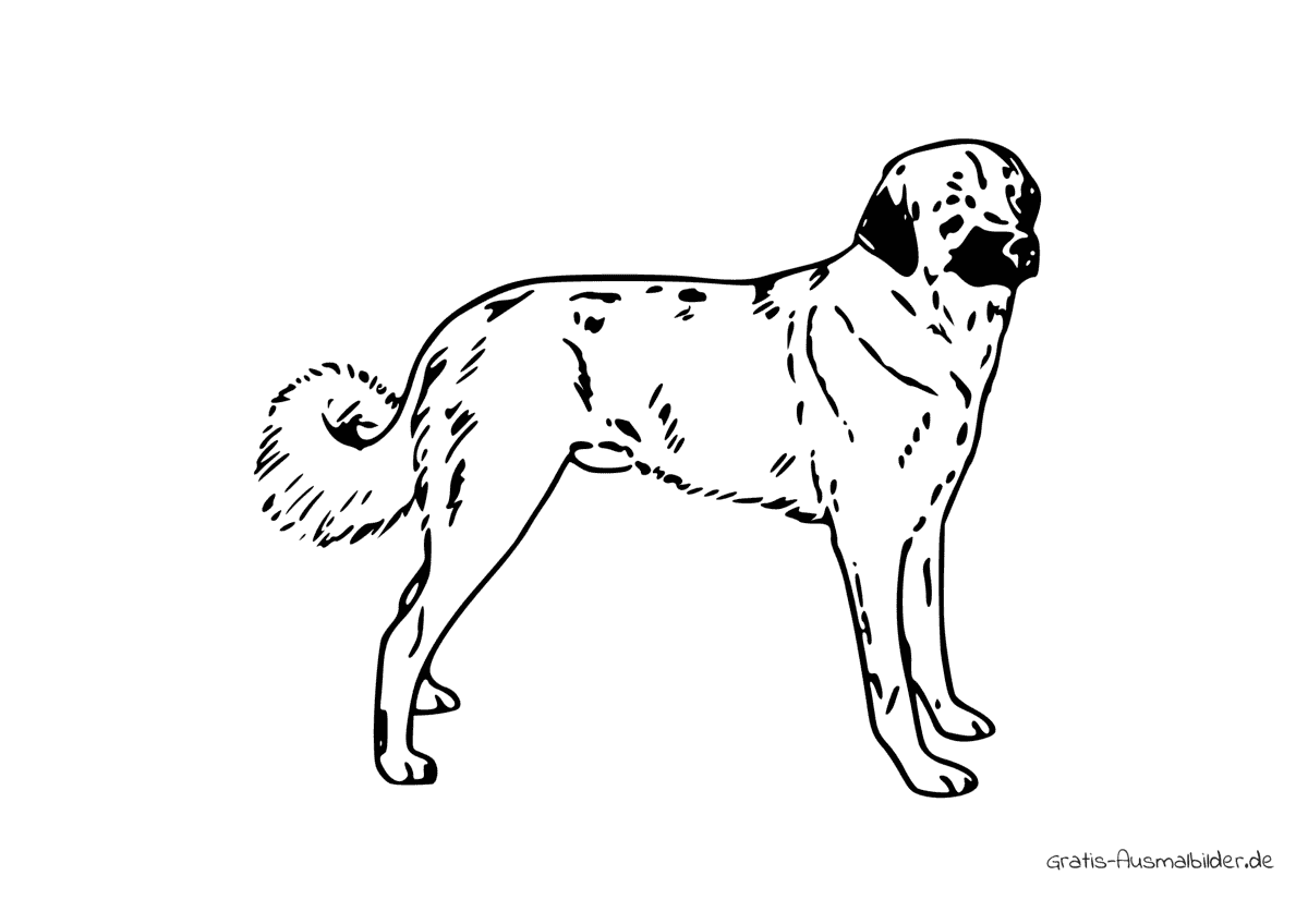 Ausmalbild Hund Anatolian Sheperd Dog