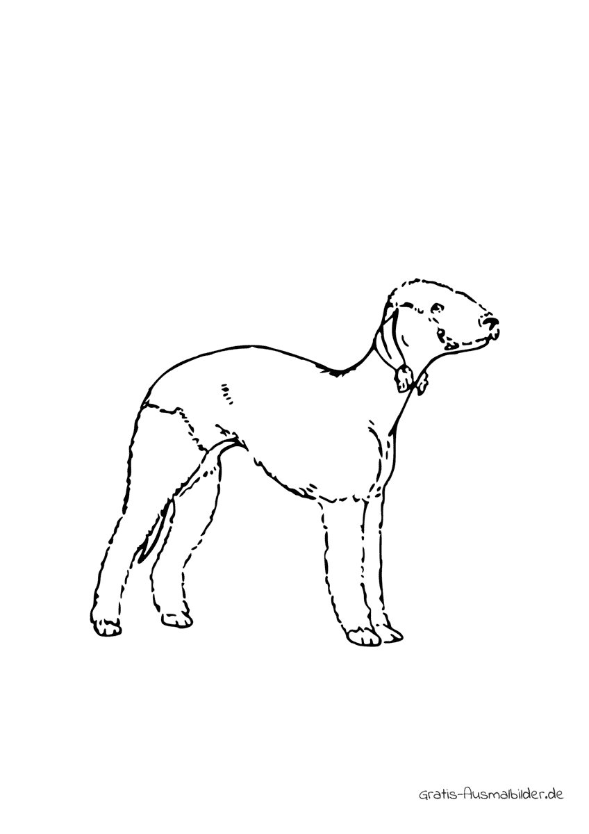 Ausmalbild Hund Bedlington Terrier