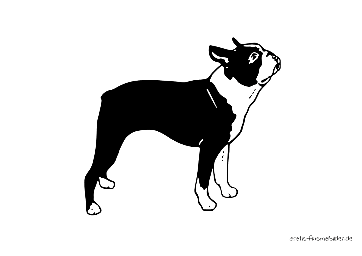 Ausmalbild Hund Boston Terrier