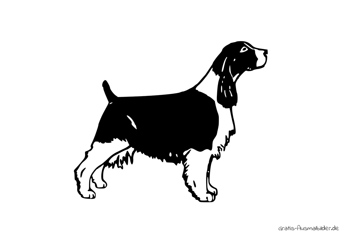 Ausmalbild Hund English Springer Spaniel