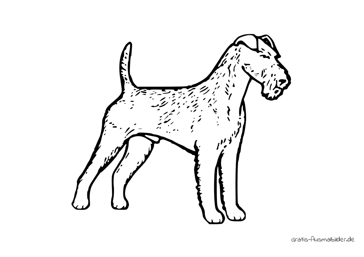 Ausmalbild Hund Irish Terrier