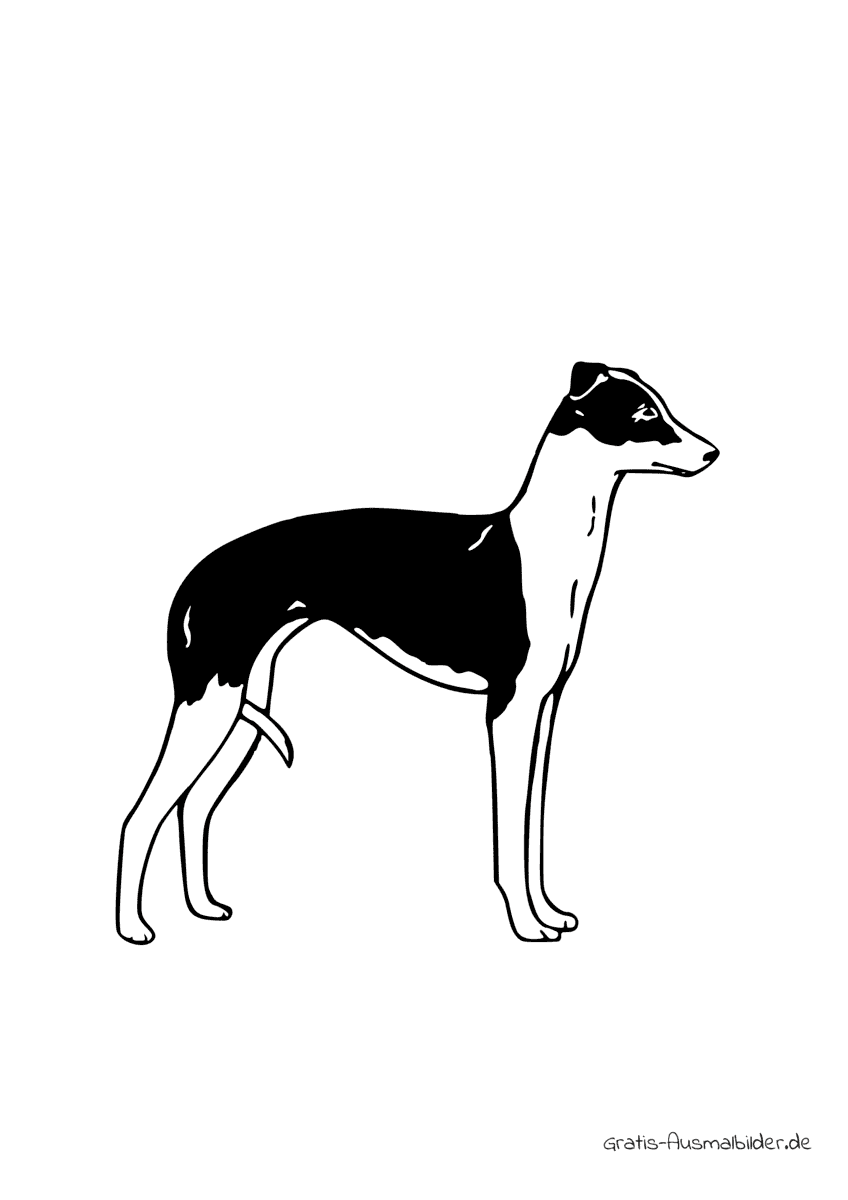 Ausmalbild Hund Italian Greyhound
