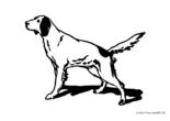 Ausmalbild Hund mit steifem Schwanz