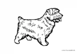 Ausmalbild Hund Norfolk Terrier