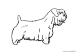 Ausmalbild Hund Sealyham Terrier