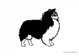 Ausmalbild Hund Shetland Sheepdog