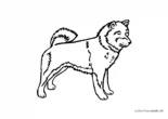 Ausmalbild Hund Shiba Inu
