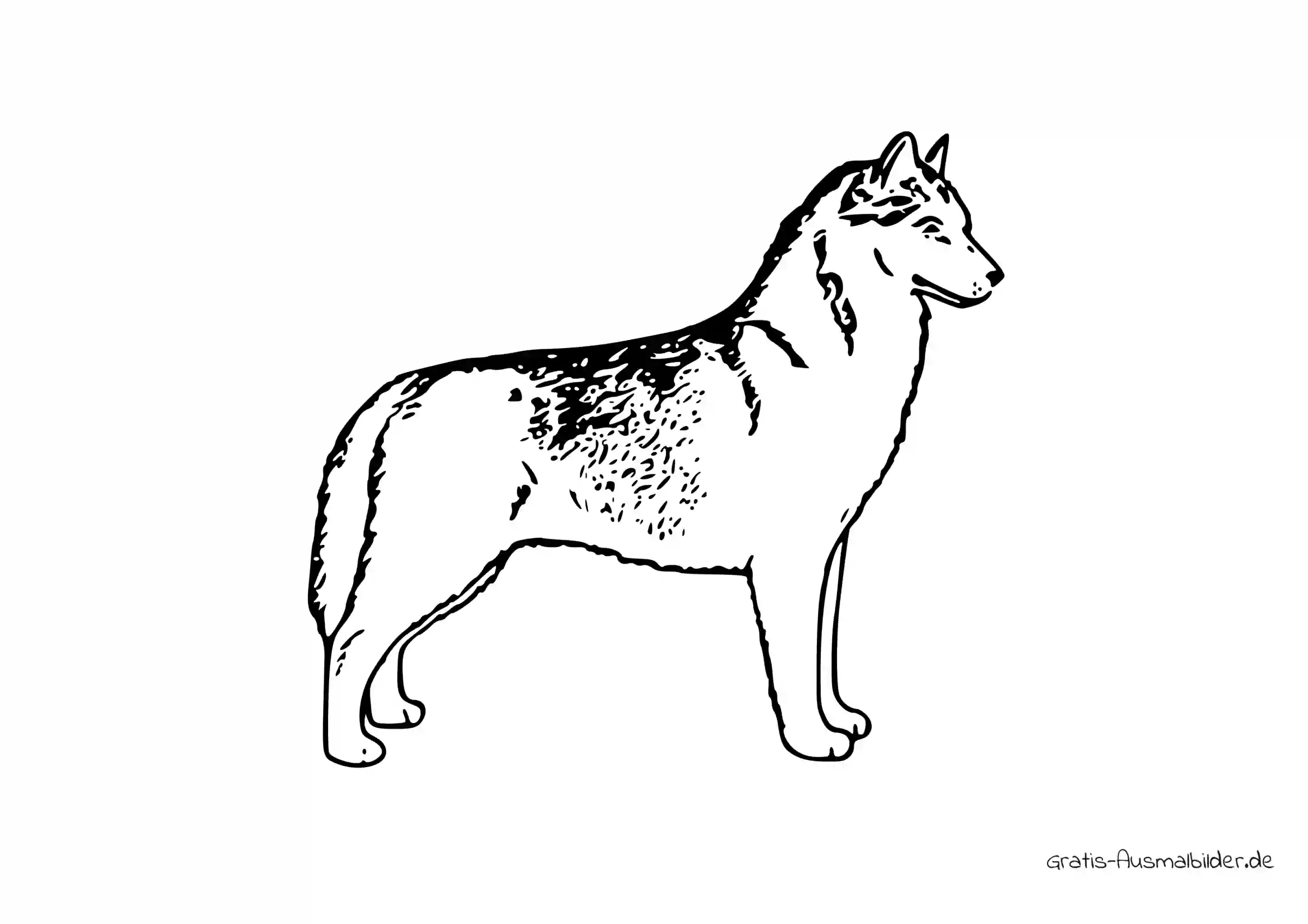 Ausmalbild Hund Siberian Husky