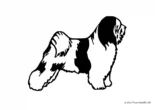 Ausmalbild Hund Tibetan Terrier