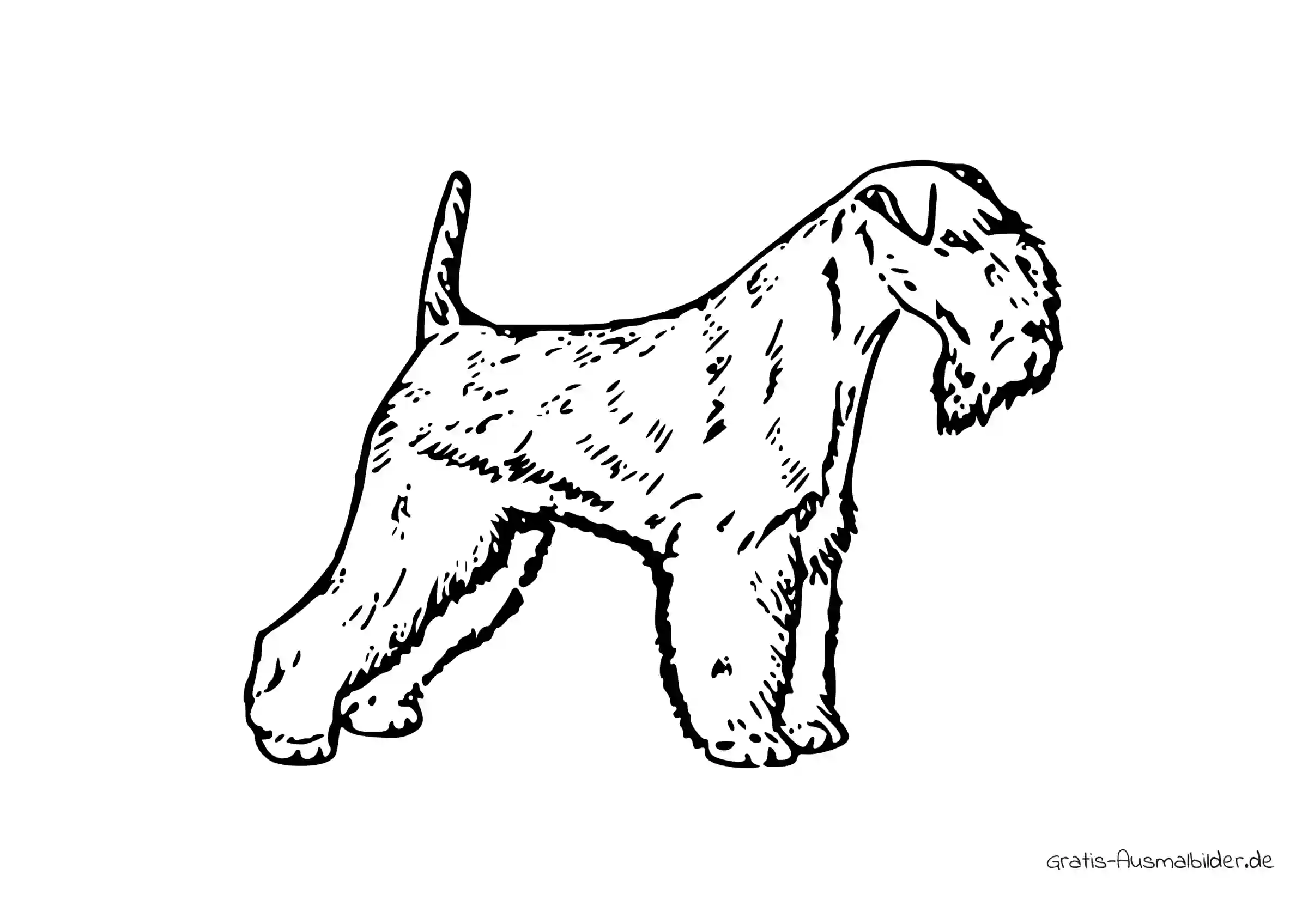 Ausmalbild Lakeland Terrier