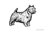 Ausmalbild Norwich Terrier