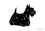 Ausmalbild Scottish Terrier